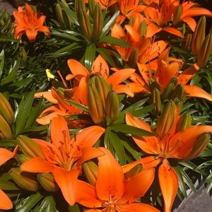 Meet your Posher, Lindsay